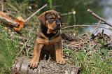 TOSA INU 430